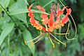 Ruva remoto (flame lily).