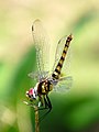 19. Nőstény szitakötő (Urothemis signata) (India, Kerala) (javítás)/(csere)