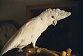 Cacatua ducorpsii