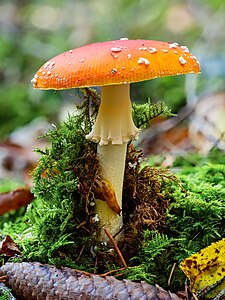 Amanita caesarea (Caesar’s Mushroom)