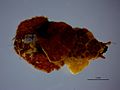 Larval case of Glyphotaelius pellucidus