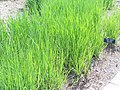 Panicum virgatum 'Heavy Metal' Switch Grass in early summer at Minnesota Landscape Arboretum