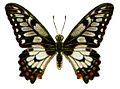 Papilio anactus (Dingy Swallowtail)