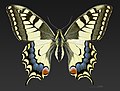  Papilio machaon (Old World Swallowtail)