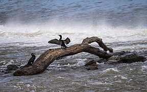 Phalacrocorax carbo (Great Cormorant)