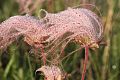 USFWS Mountain-Prairie