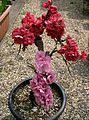 bonsai(Prunus persica)