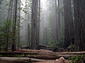 File:Rockefeller Forest Sequoia sempervirens.jpg