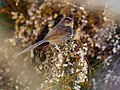 Striated prinia