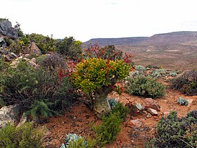 Tylecodon paniculatus, Richtersveld