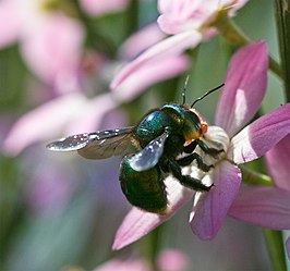 Xylocopa aeratus