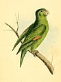 Brotogeris chrysoptera (cat.)