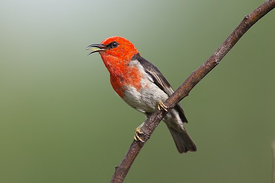 Scarlet myzomela (Myzomela sanguinolenta)