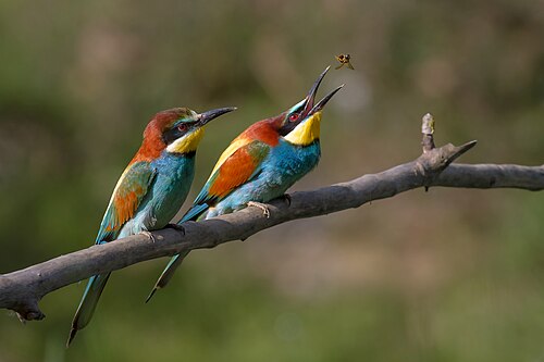 Une photographie d’oiseaux.