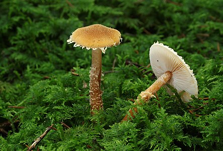 Cystoderma amianthinum (Saffron Parasol)