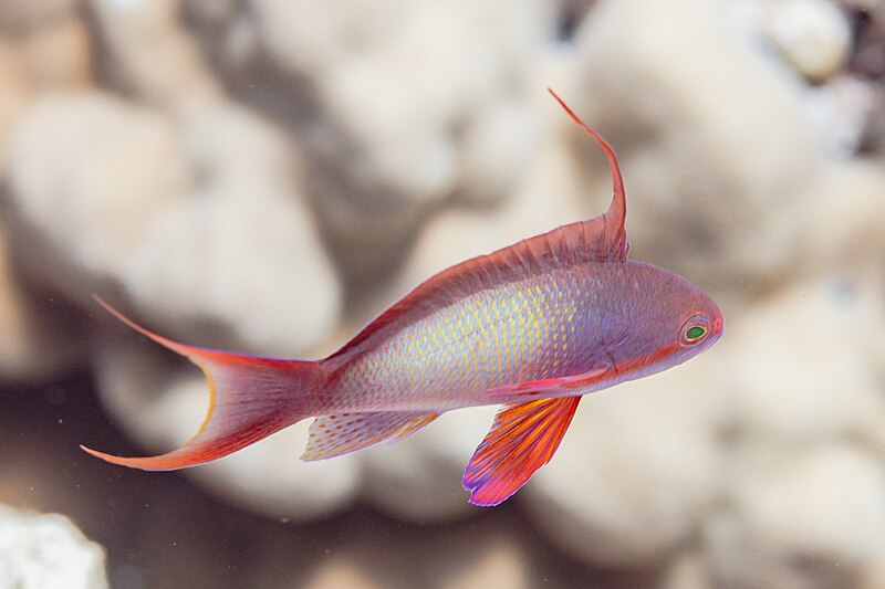 File:Anthias cola de lira (Pseudanthias squamipinnis), mar Rojo, Egipto, 2023-04-15, DD 77.jpg