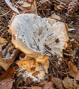 Clitocybe nebularis (Clouded Agaric)