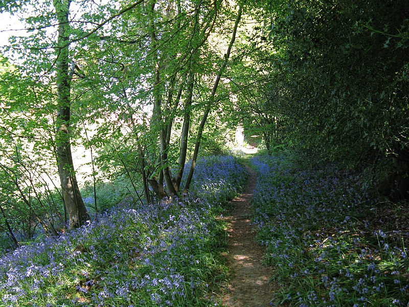 File:Bluebells on path to Warren Farm - geograph.org.uk - 1880975.jpg