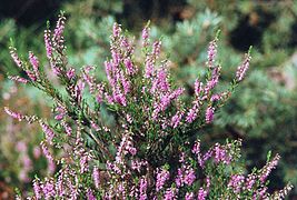 Bruyère callune (Calluna vulgaris)