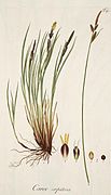 Carex cespitosa