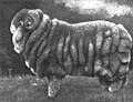 Champion Merino ram in Sydney, Australia, 1905.