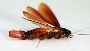 Periplaneta fuliginosa (Smokybrown cockroach) laying an egg package