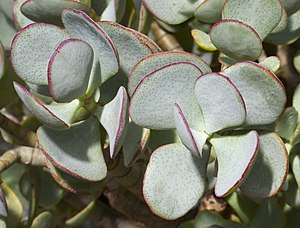 Crassula arborescens ёсюмлюк