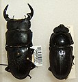 Dorcus curvidens