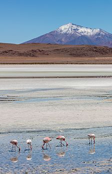 Flamingos-andinos (Phoenicoparrus andinus) na Laguna Hedionda, província de Nor Lípez, sudoeste da Bolívia. (definição 5 181 × 8 052)