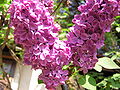 Lilas