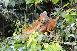 Green iguana