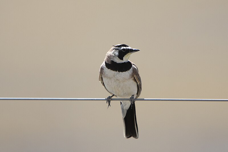 File:Horned Lark at Carrizo Plains.jpg