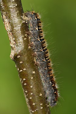 Lasiocampa quercus caterpillar by Ivar Leidus