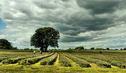 Ladang lavender di pinggir London Borough of Sutton, England