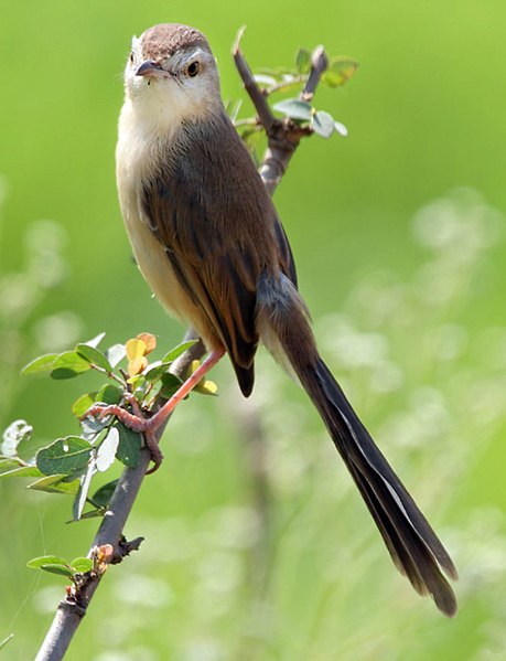 File:Plain Prinia at Hodal I IMG 9312.jpg