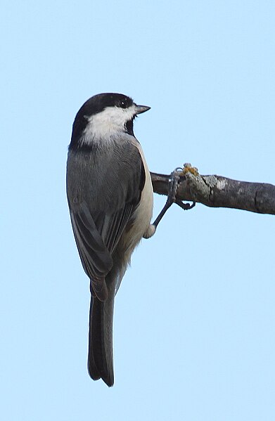 File:Poecile carolinensis (2).jpg