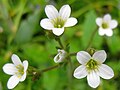 3116 Skiptvet nyresildre Saxifraga granulata