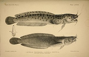 Deux espèces du genre Gaidropsarus. Outre la peau tachetée de la première, les 2 barbillons supérieurs laissent peu de doute quant à leur identification.