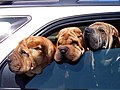 Tres shar peis