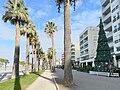 A typical street in Vlorë showing some palm trees and the Christmas tree