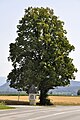 English: Lime tree with wayside shrine underneath at the road branch Deutsch: Linde mit darunter befindlichem Bildstock an der Straßen-Abzweigung