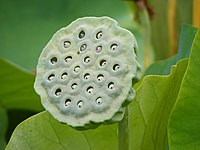 Plod Nelumbo nucifera osušene sjemenke se koriste za dekorativne aranžmane.