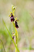 Photographie en couleurs d'une orchidée sauvage dont la fleur ressemble à une mouche.