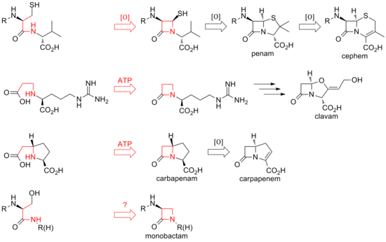 Resumo das rutas biosintéticas das diferentes clases dos compostos β-lactámicos.