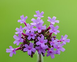 Inflorescence de verveine de Buenos Aires. (définition réelle 3 397 × 2 718)