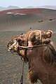 Dromedar at Timanfaya-Nat.Park