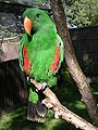 Male Eclectus Parrot at Tropical Birdland, Leicestershire, England.