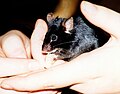 Schwarze Farbmaus, Black Mouse