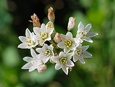 Nothoscordum gracile