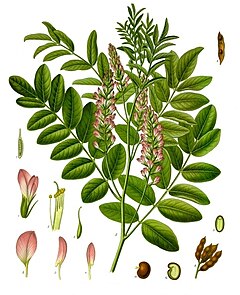 Glycyrrhiza glabra